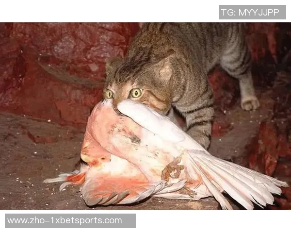 大班与野猫的激烈对决揭示了野生动物生存的残酷法则与生态平衡的重要性